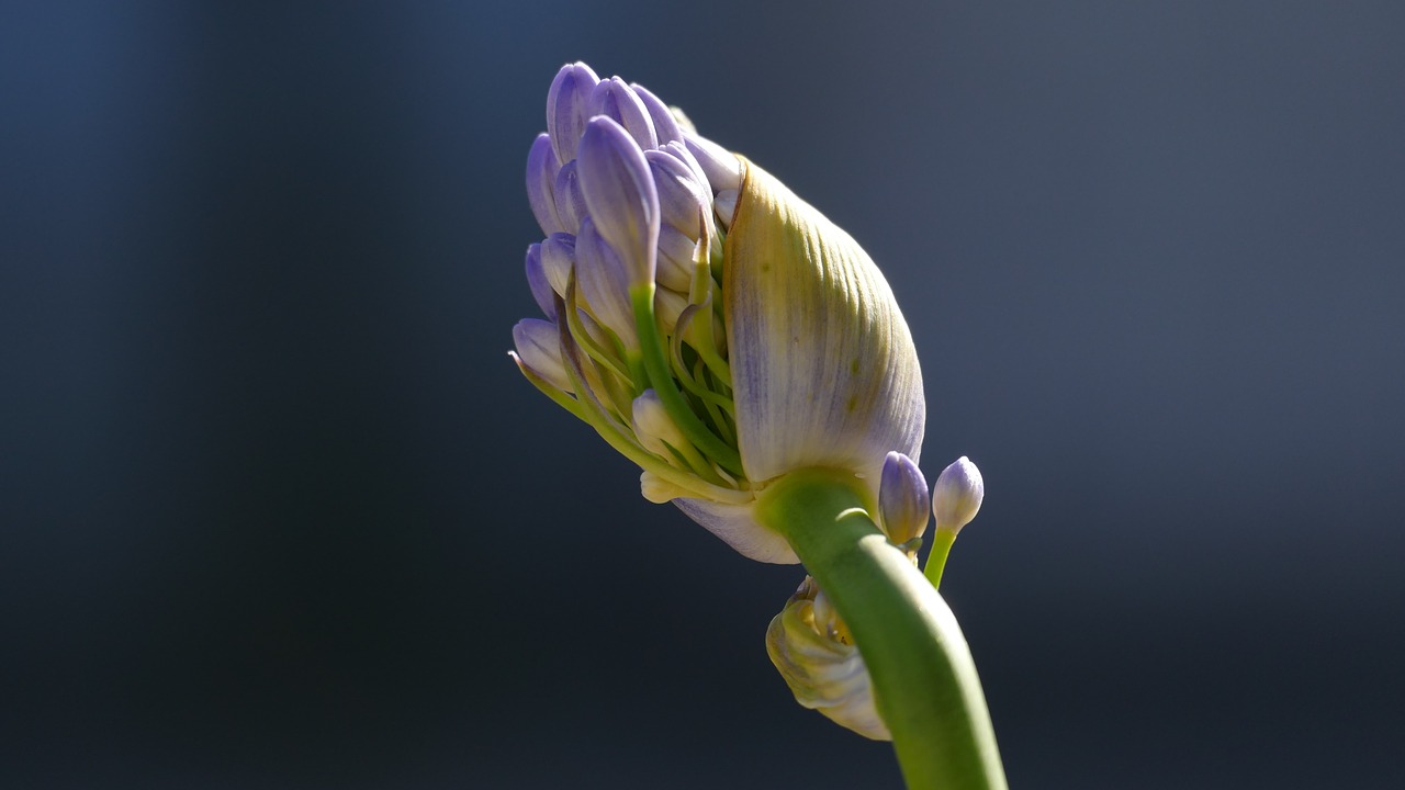 blossom bloom flower free photo