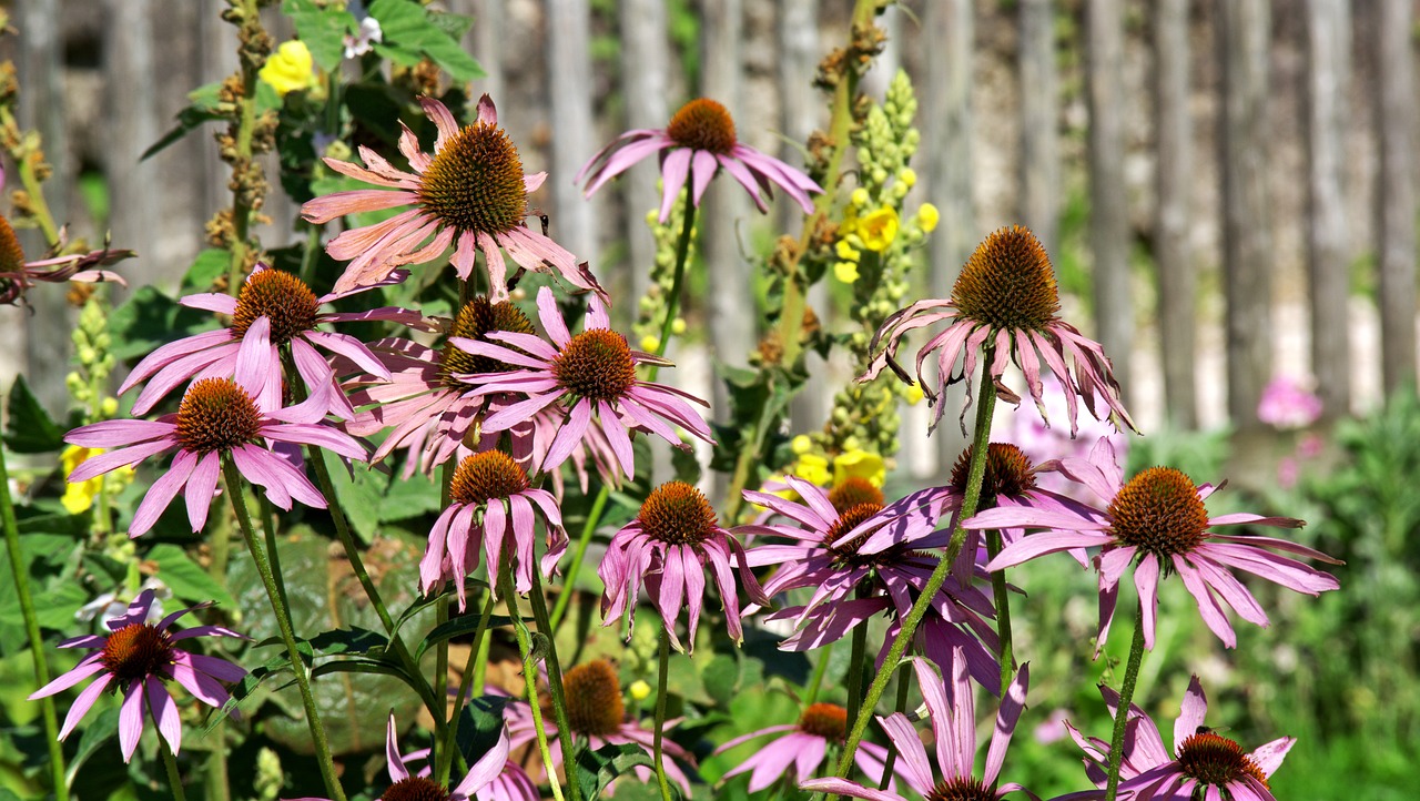 blossom bloom flower free photo