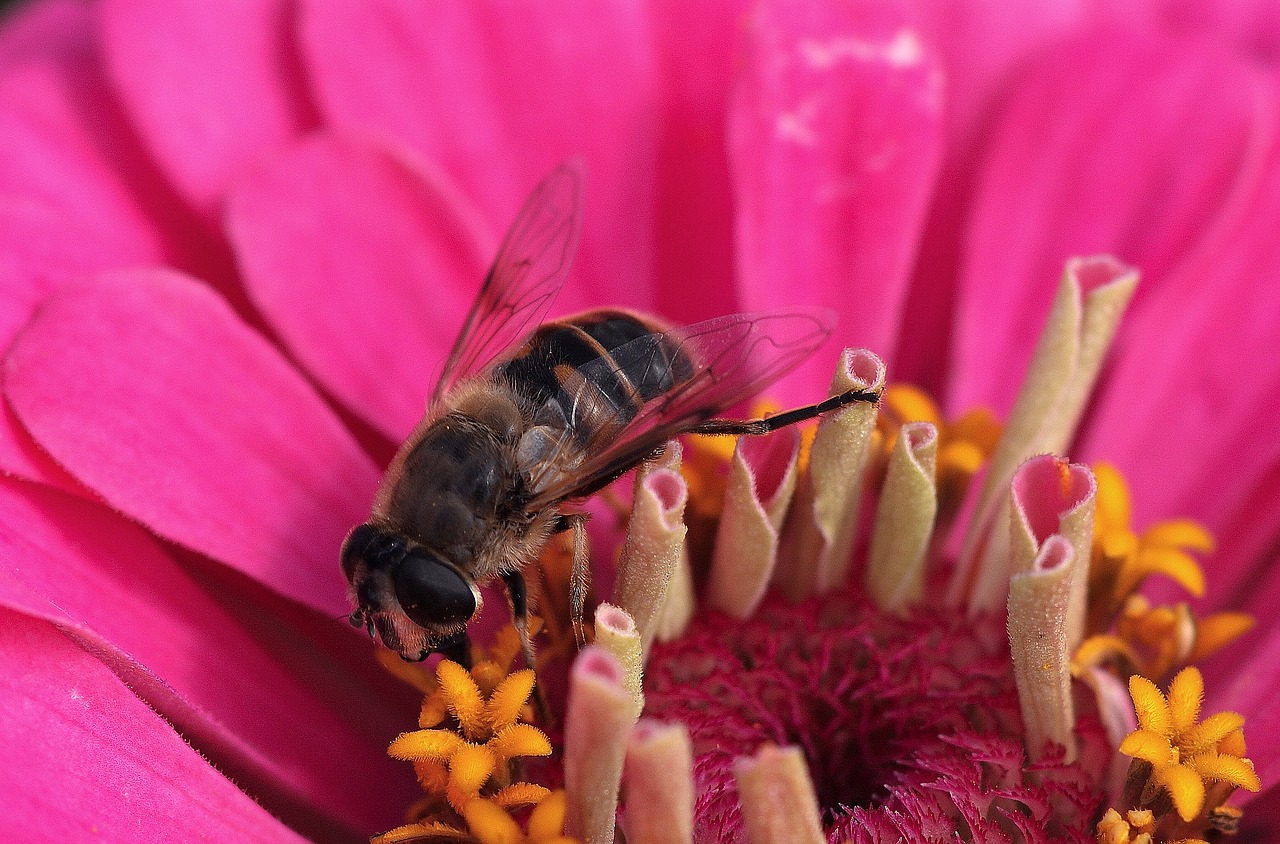 blossom bloom nectar free photo