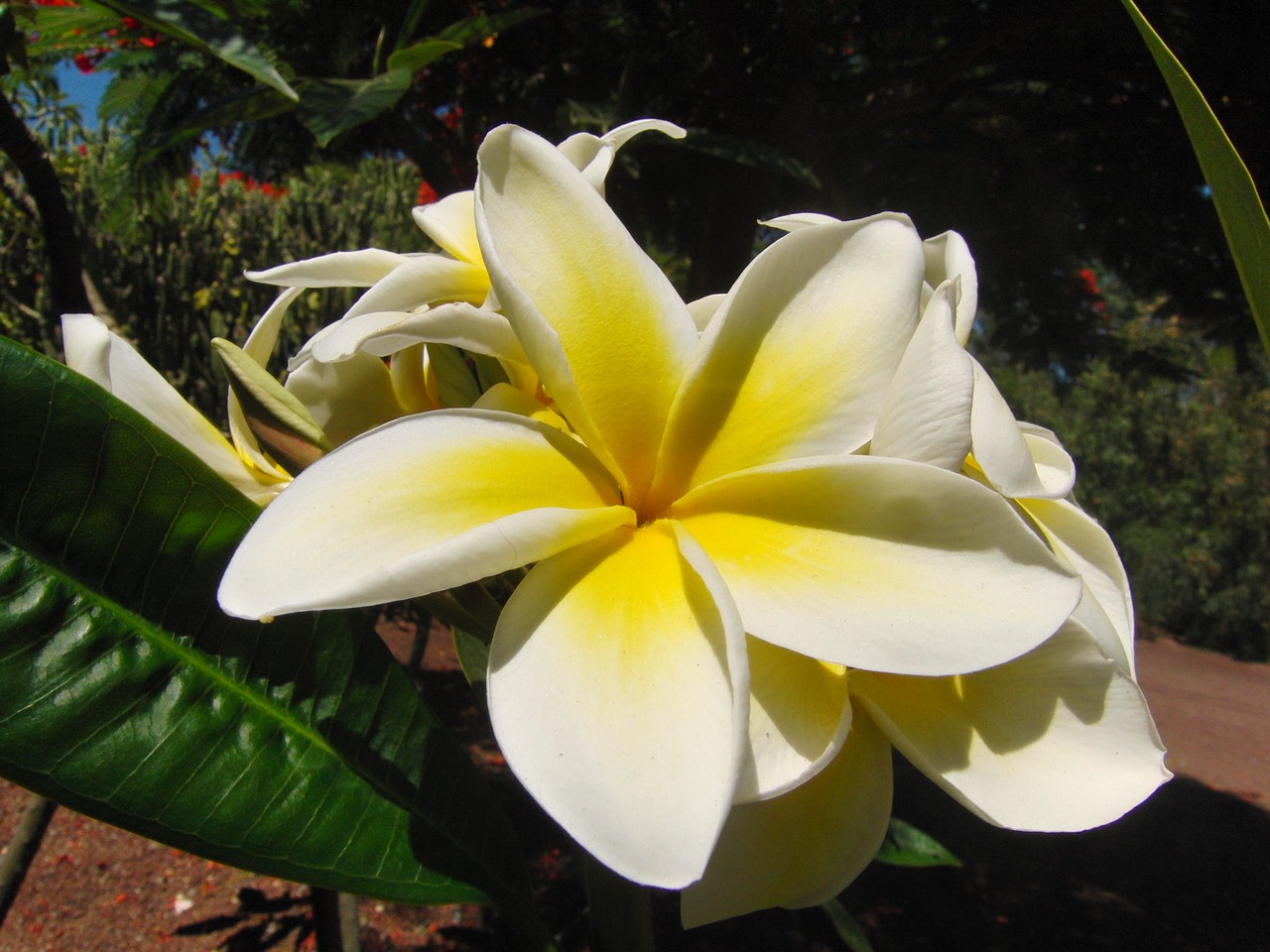 blossom bloom yellow free photo