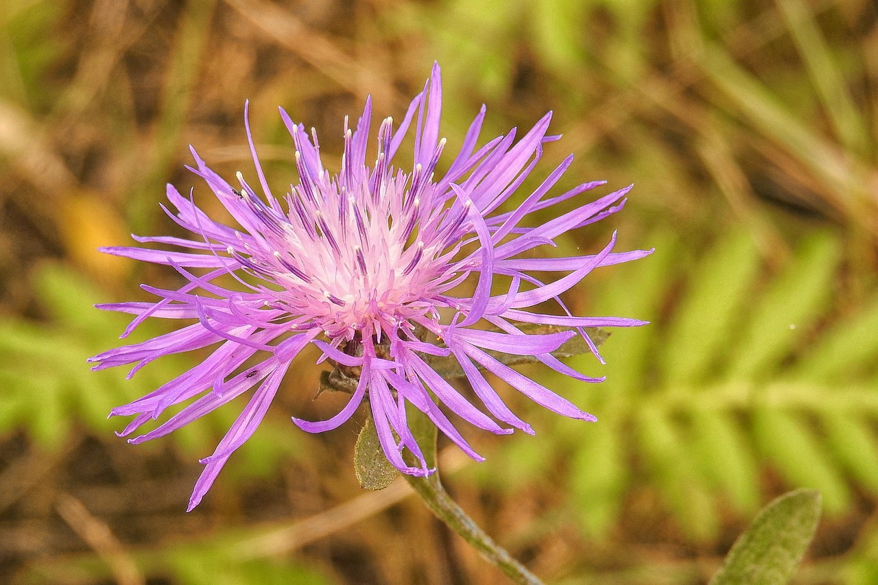 blossom bloom violet free photo