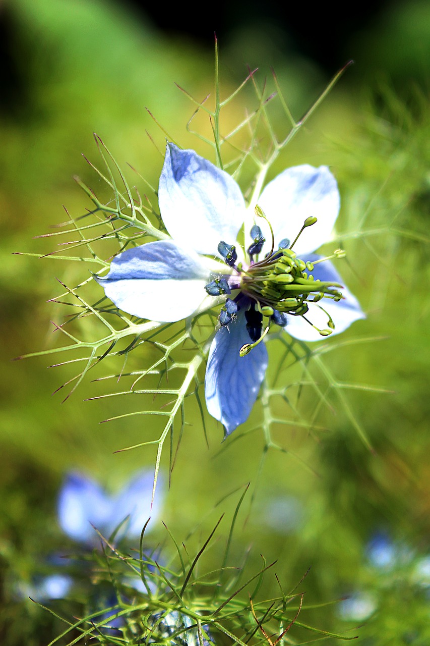 blossom bloom blue free photo