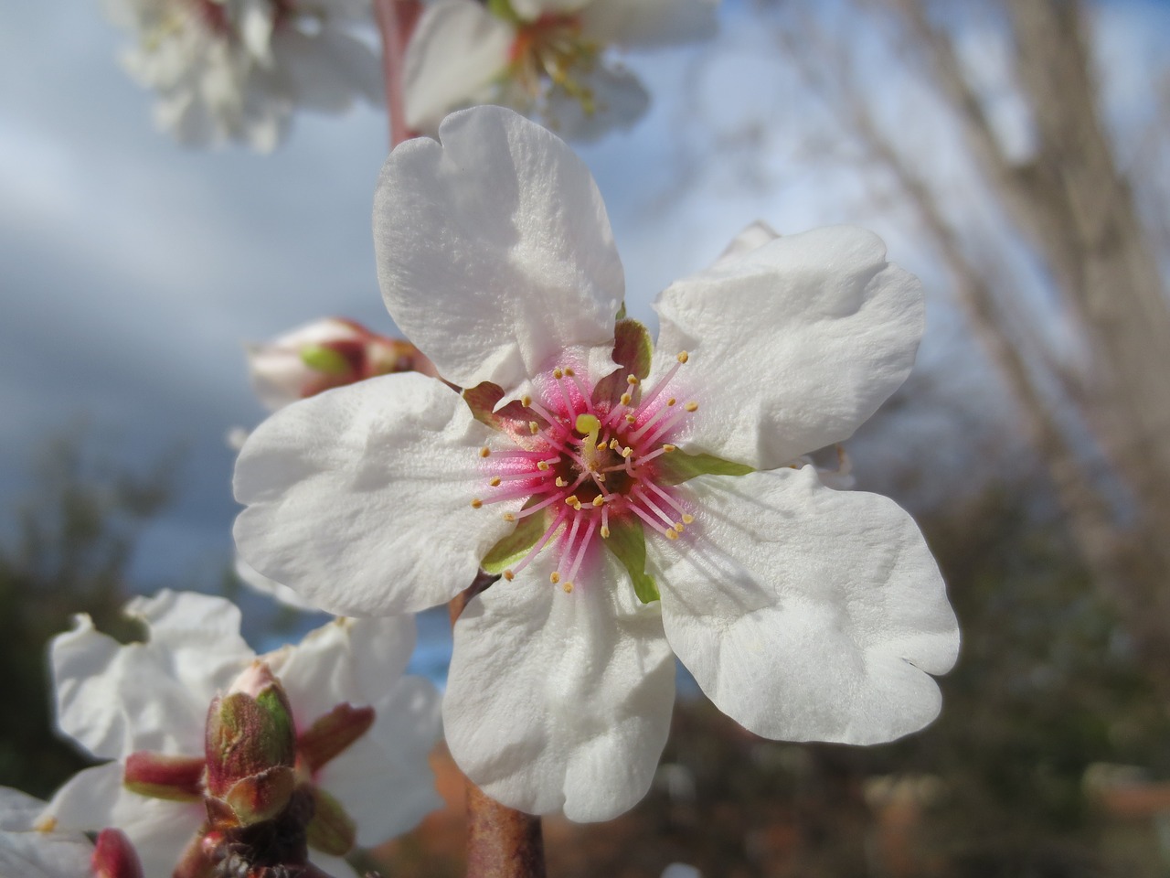 blossom almond flower free photo