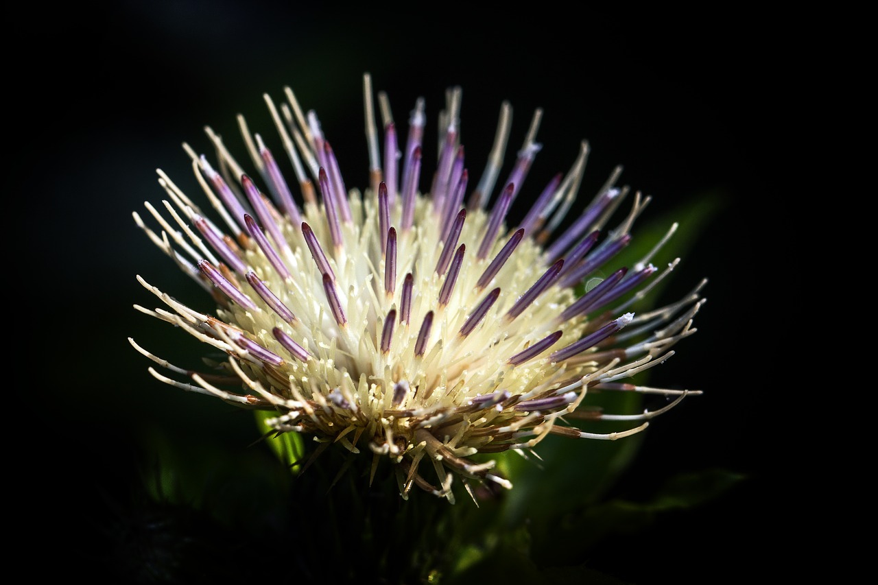 blossom bloom thistle flower free photo