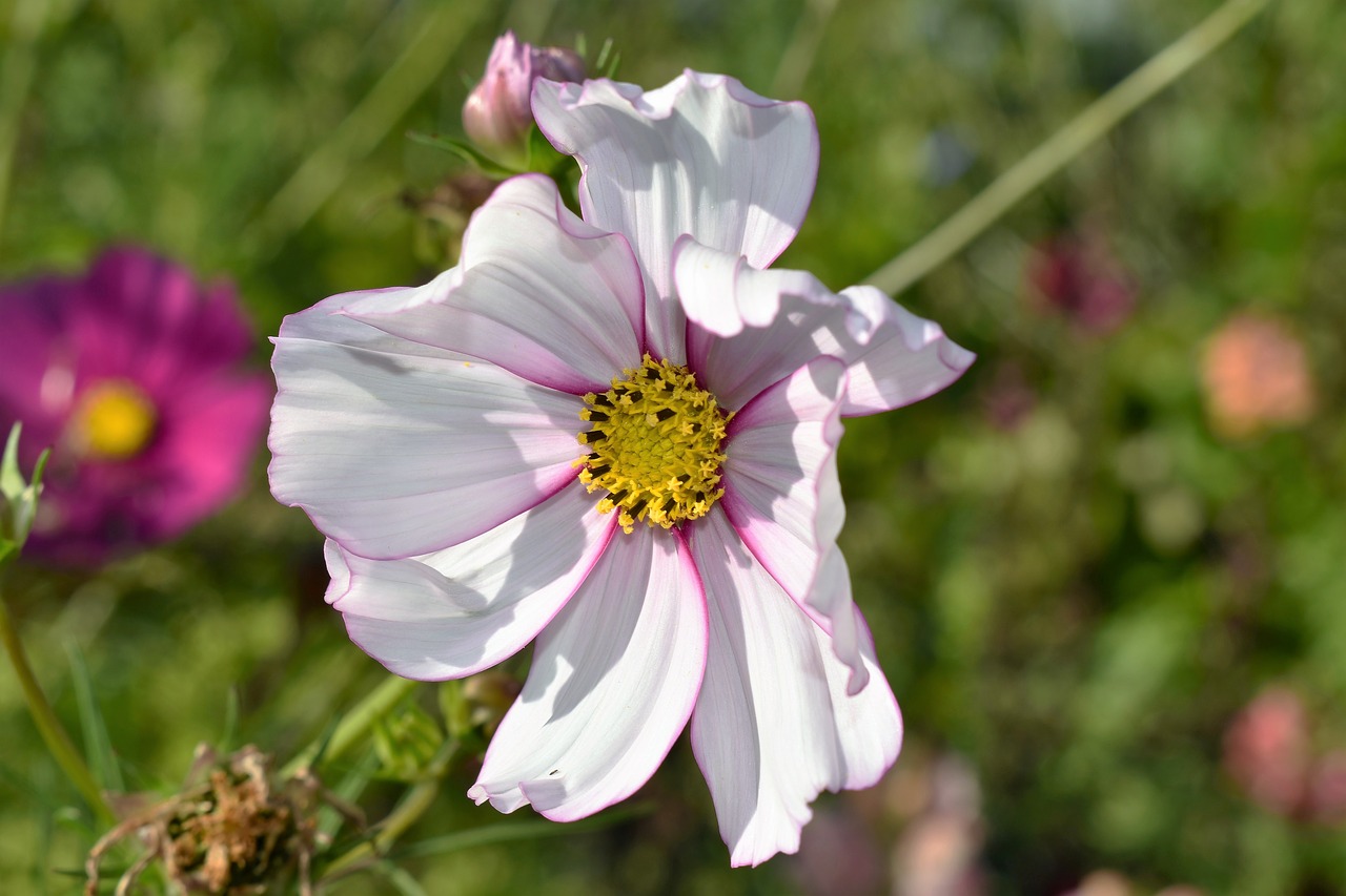 blossom bloom flower free photo