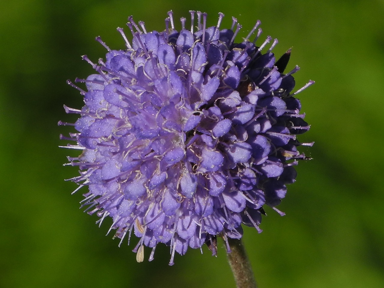 blossom bloom purple free photo