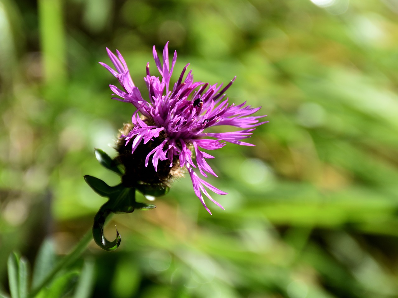 blossom bloom beetle free photo