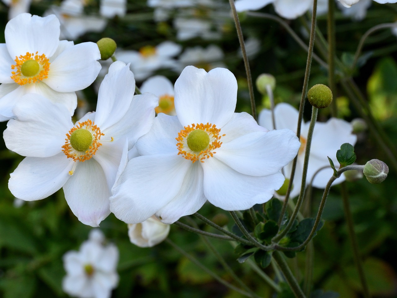 blossom bloom white free photo