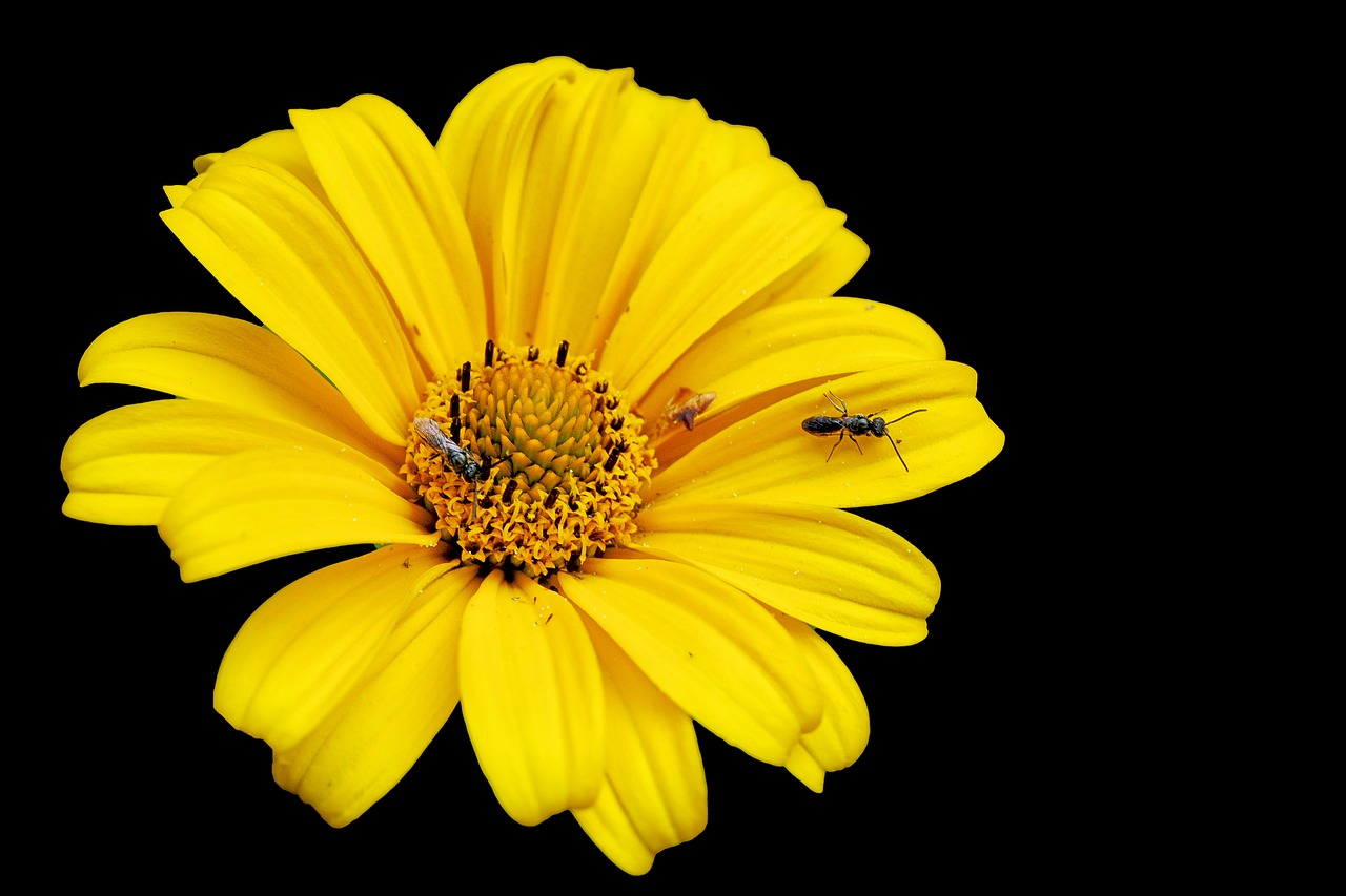 blossom bloom yellow free photo