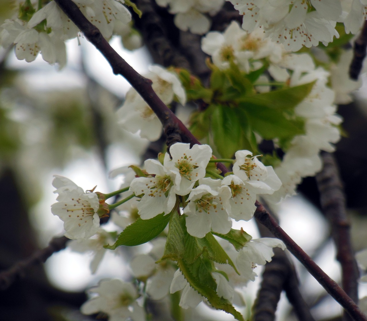 blossom bloom spring free photo