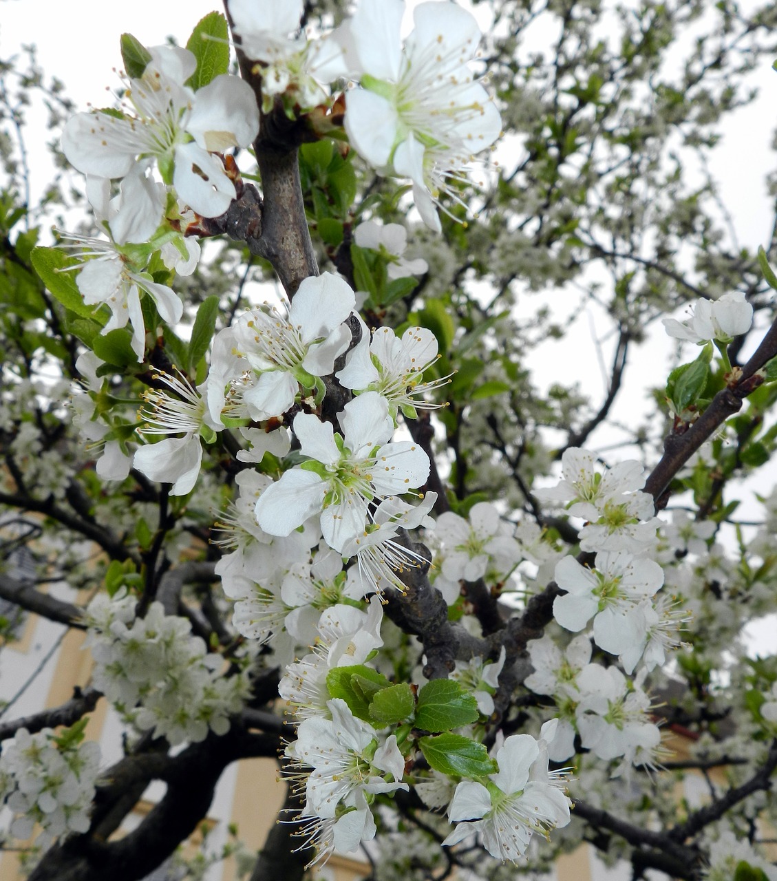 blossom bloom spring free photo