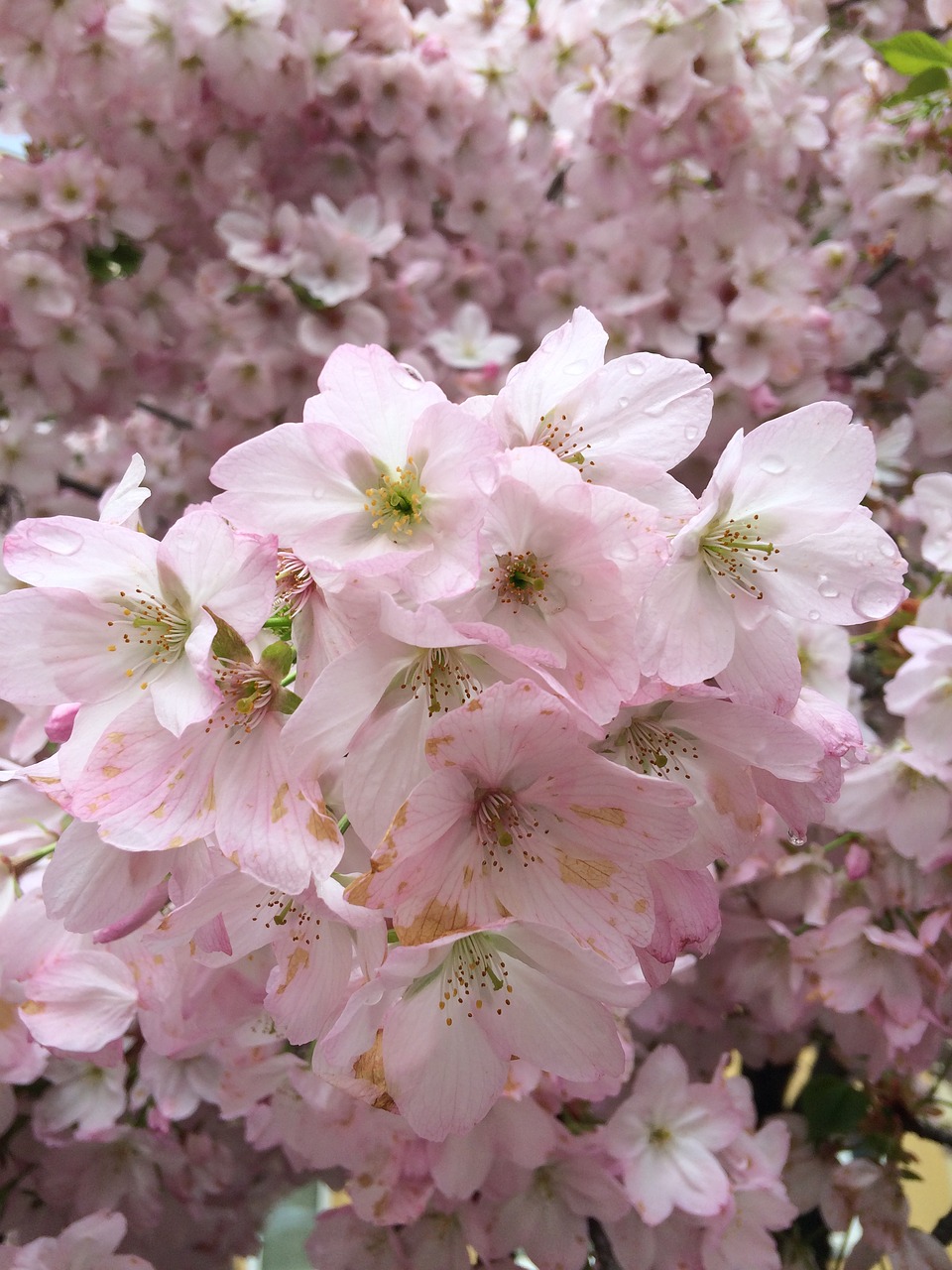 spring pink sakura free photo