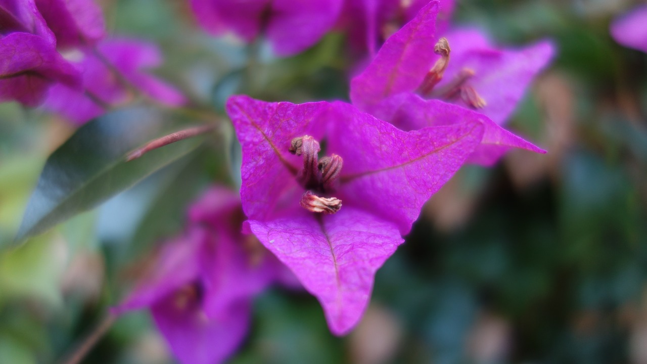 blossom bloom purple free photo