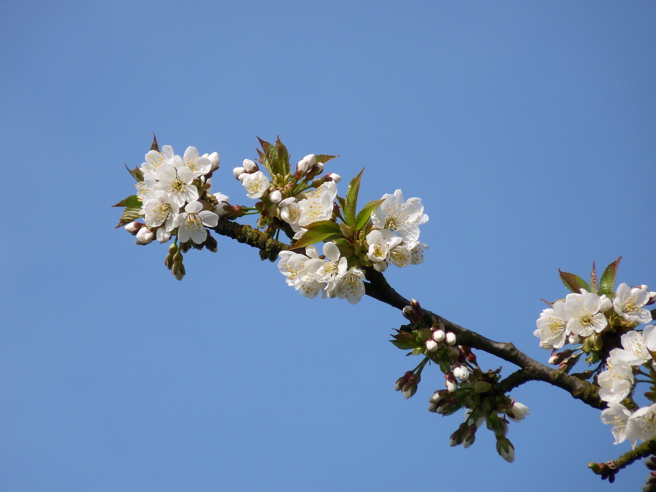 blossom bloom cherry free photo