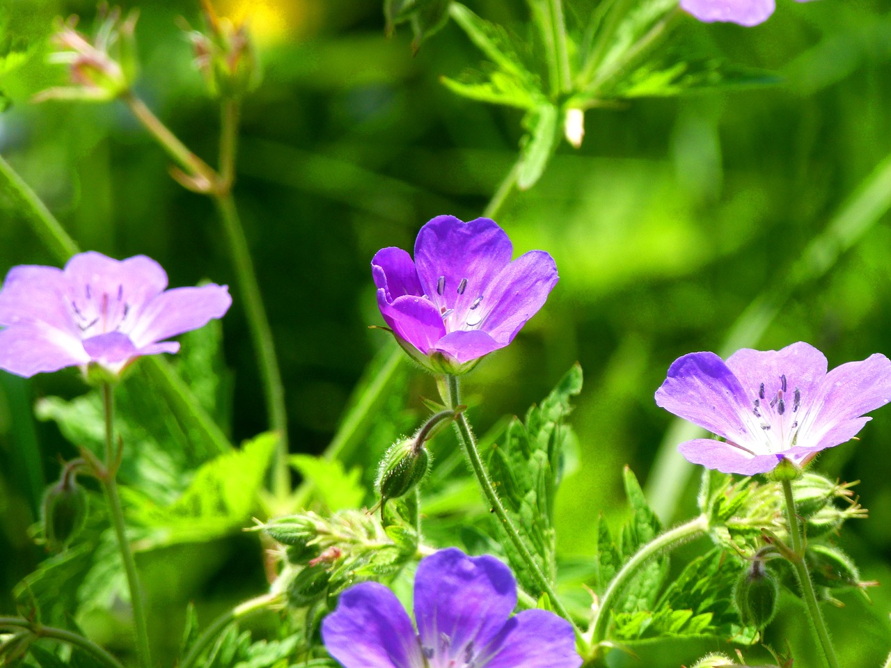 blossom bloom nature free photo