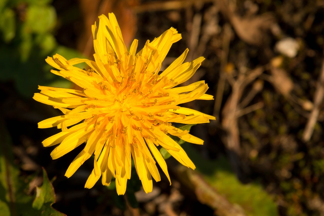 blossom bloom yellow free photo