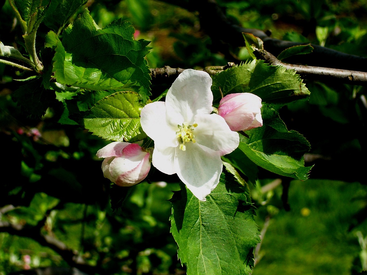 blossom bloom apple blossom free photo