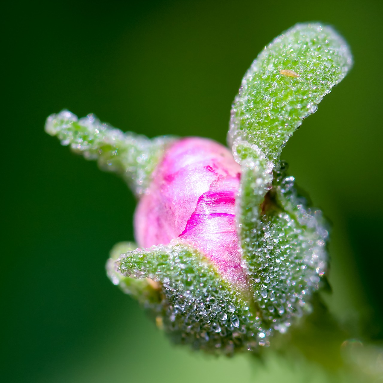 blossom bloom pink free photo