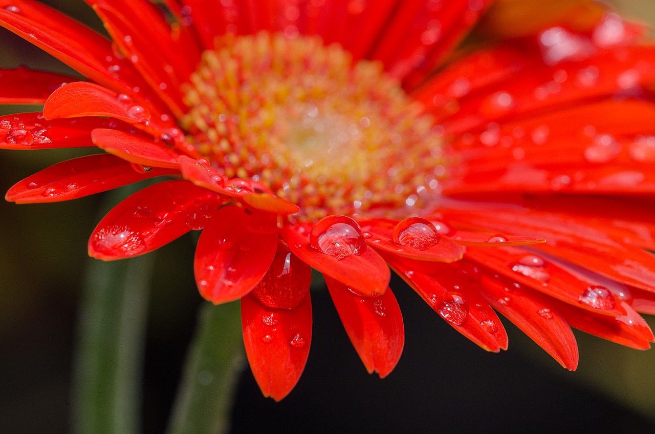 blossom bloom red flower free photo