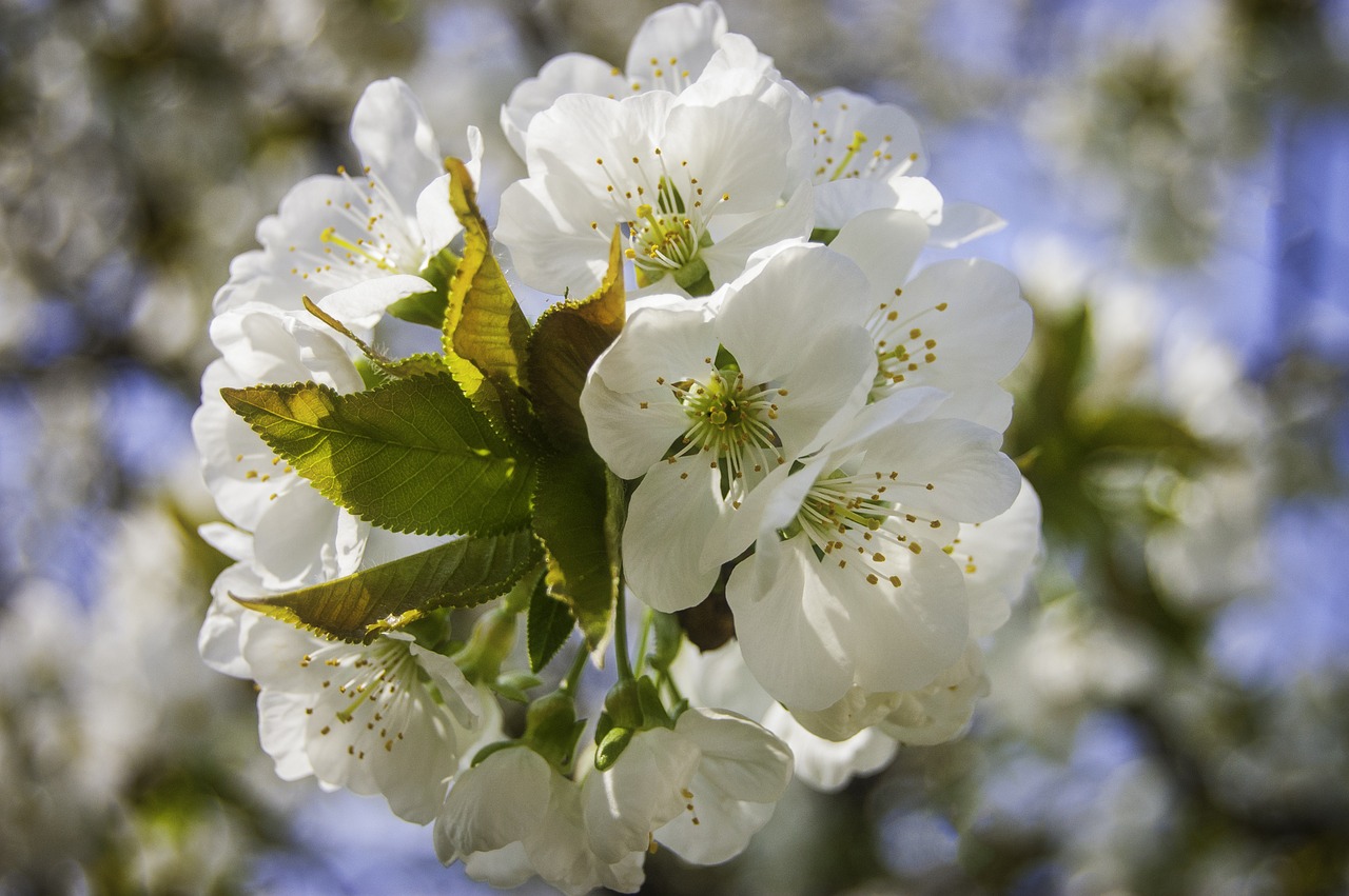 blossom bloom nature free photo