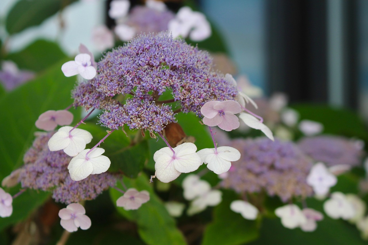 blossom flowers garden free photo