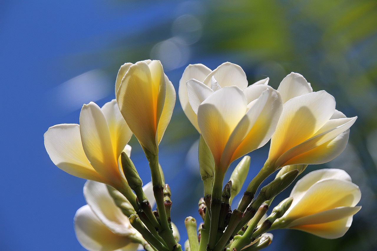 blossom white blossom flowers free photo