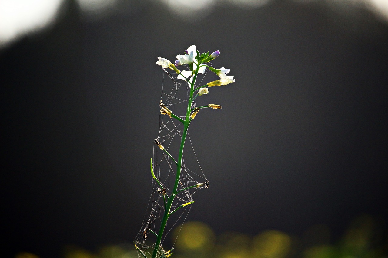 blossom bloom flower free photo