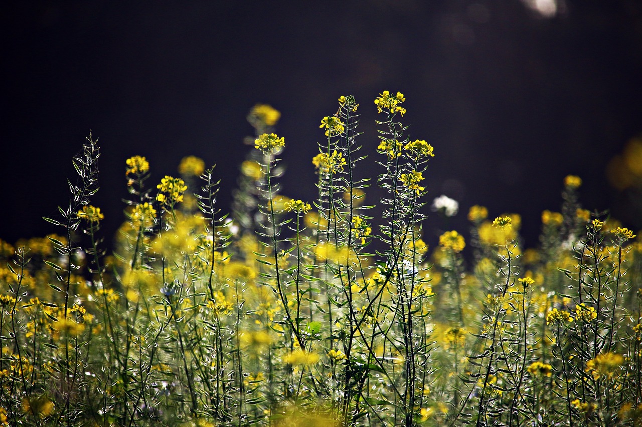 blossom bloom mustard free photo