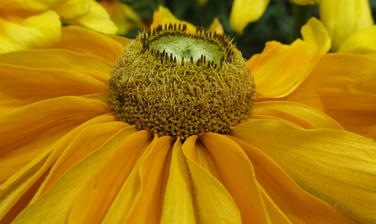 blossom bloom yellow free photo