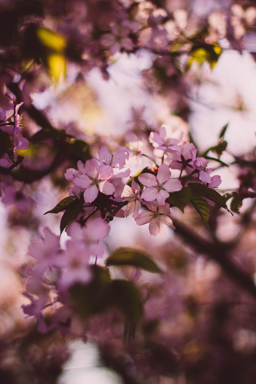 blossom branches flora free photo