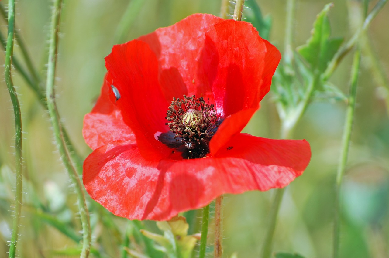 blossom bloom poppy free photo