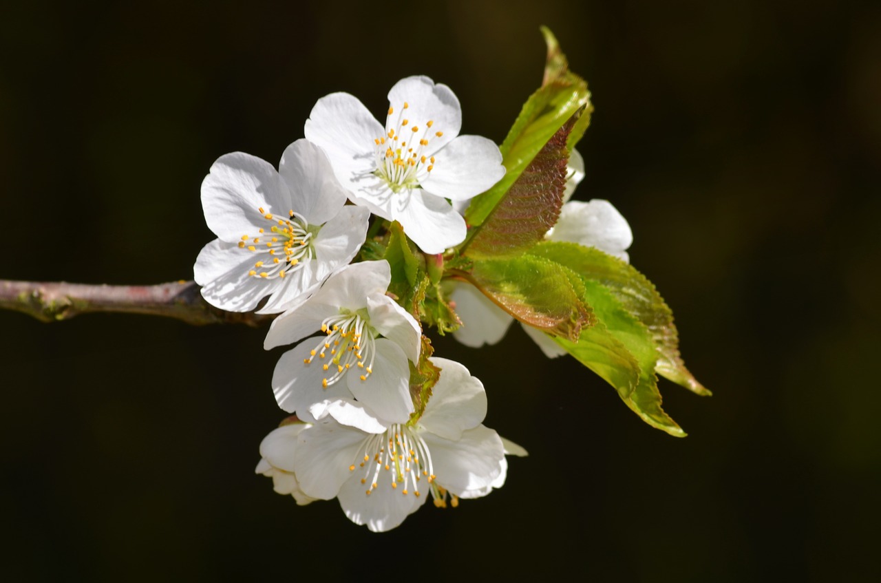 blossom bloom summer free photo