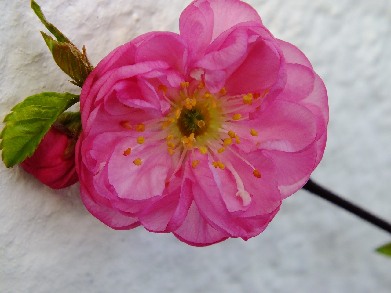 blossom bloom mandelbaeumchen free photo
