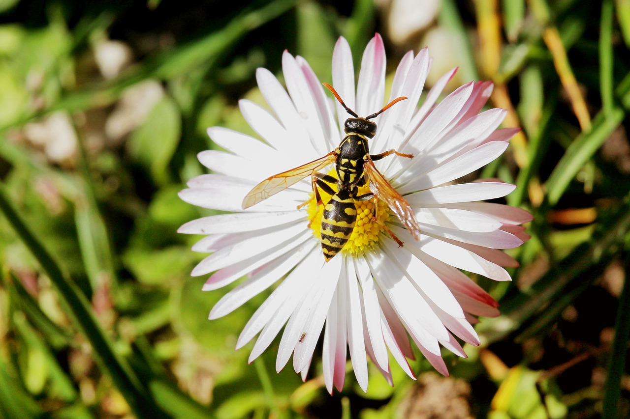 blossom bloom insect free photo