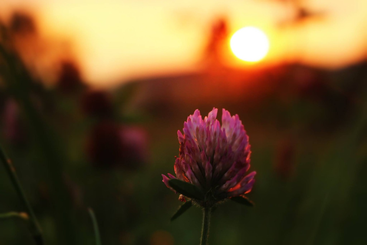 blossom bloom flower free photo