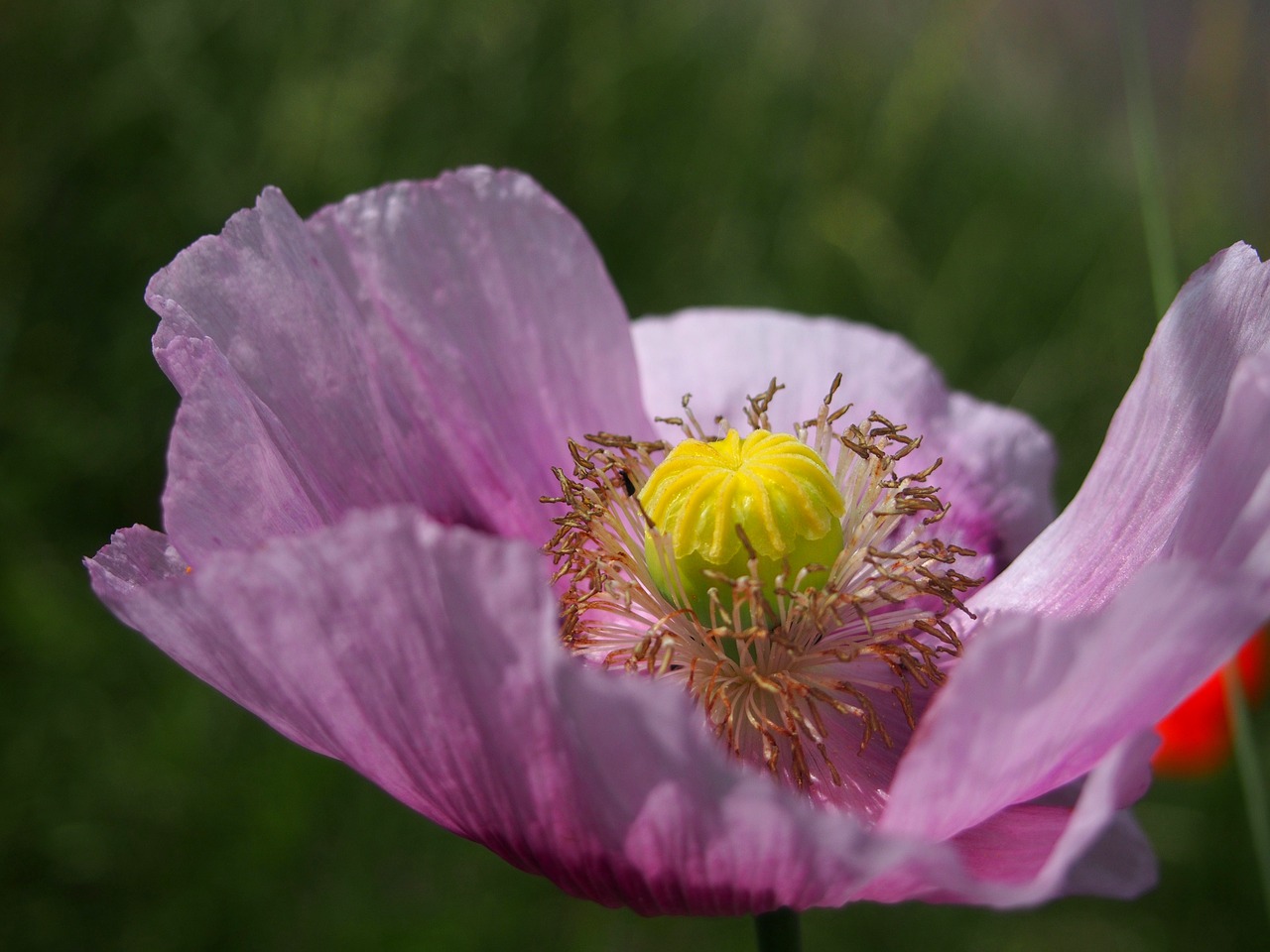 blossom bloom flower free photo