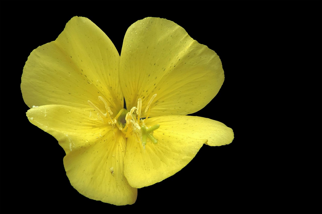 blossom bloom yellow free photo