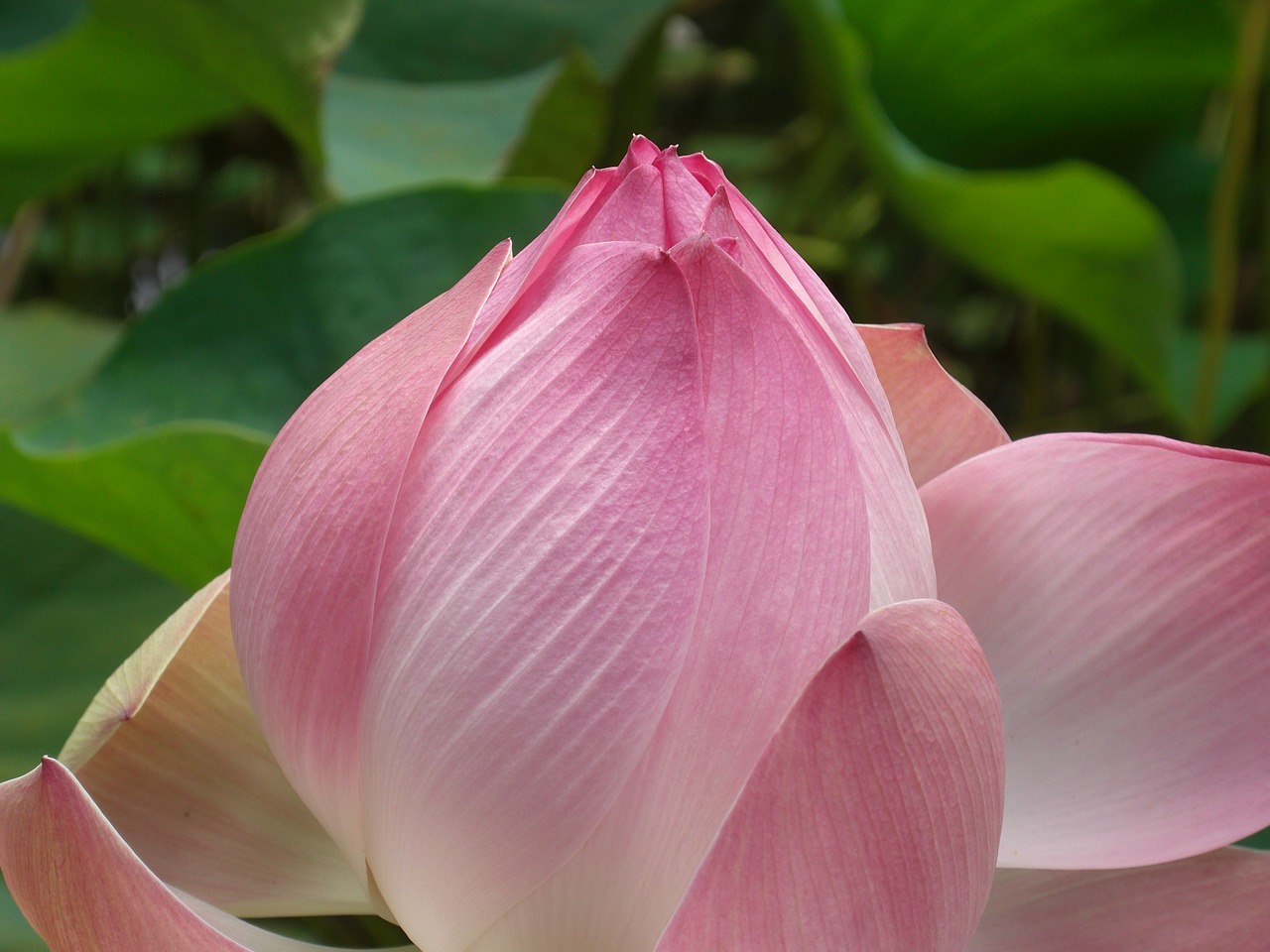 blossom bloom pink free photo