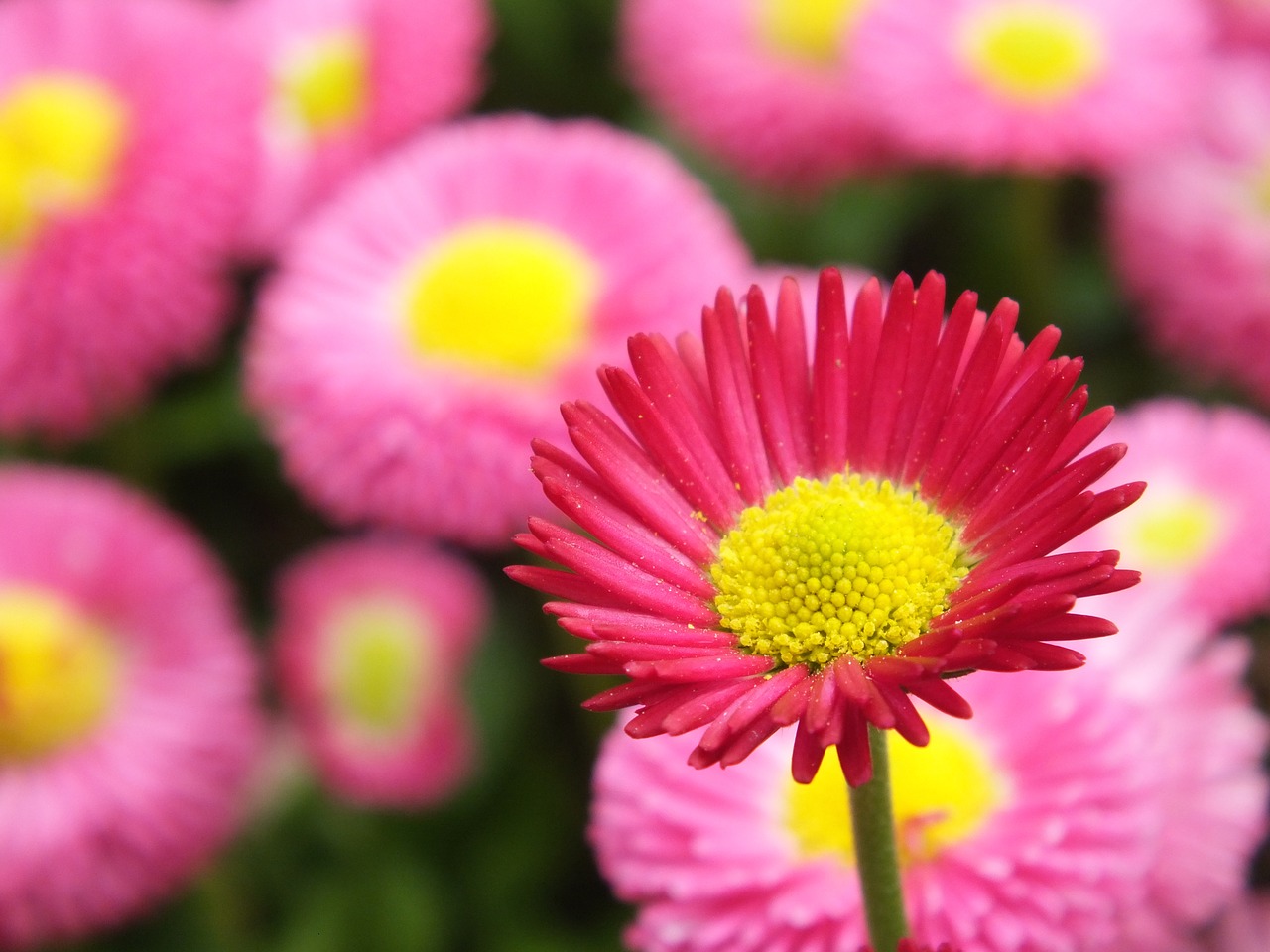 blossom bloom red flower free photo