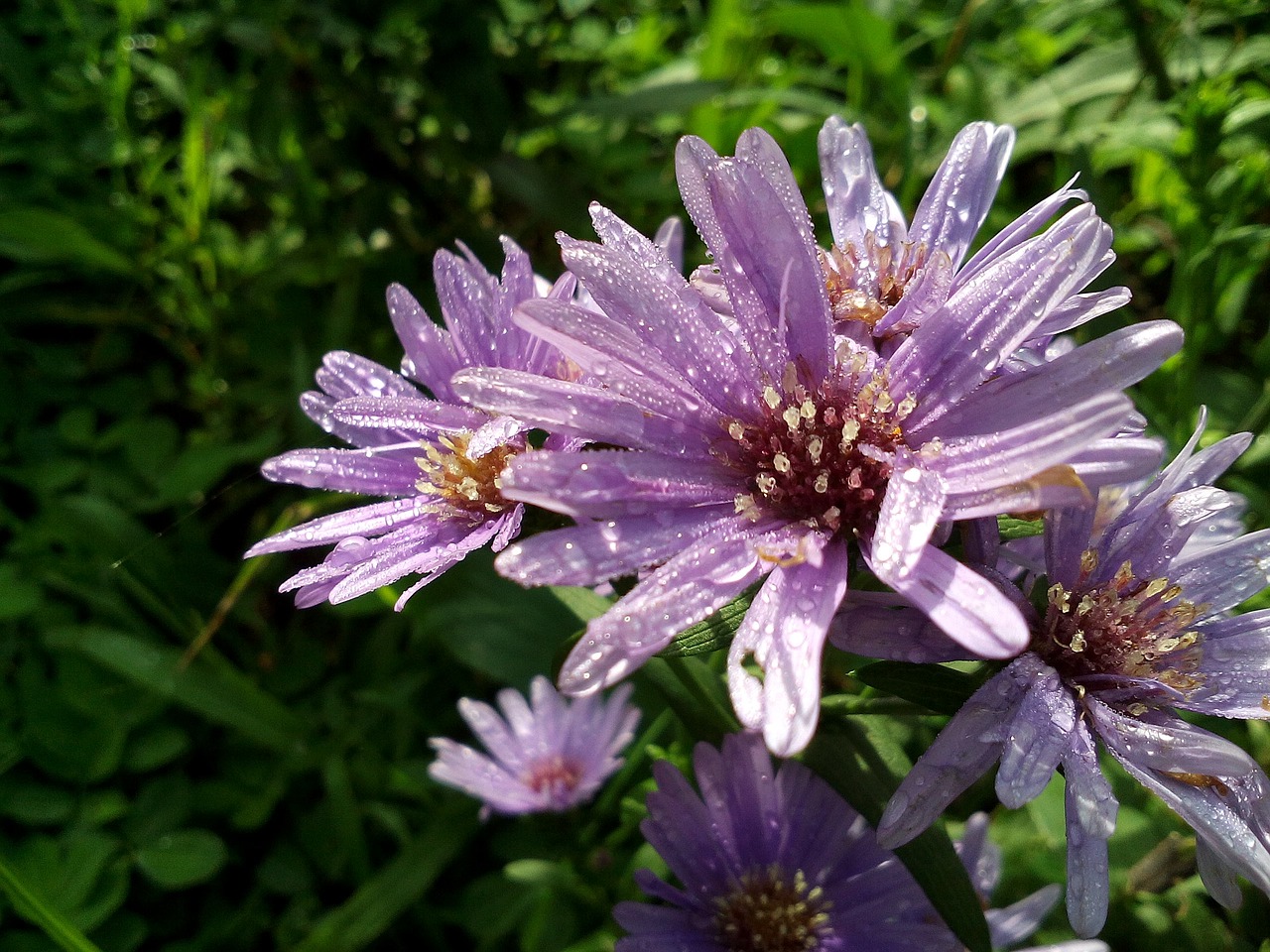 blossom spring nature free photo