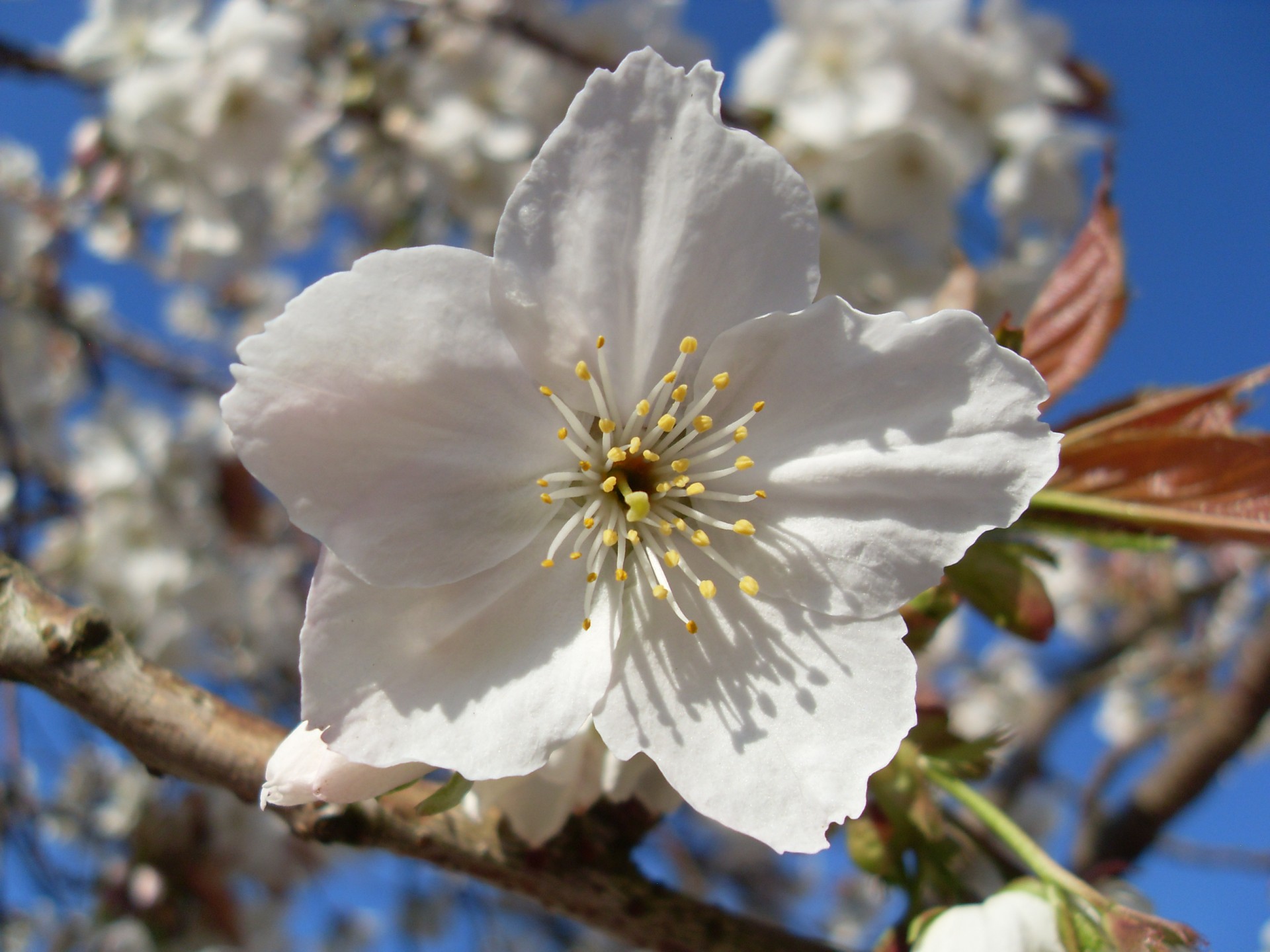 flower tree blossom free photo