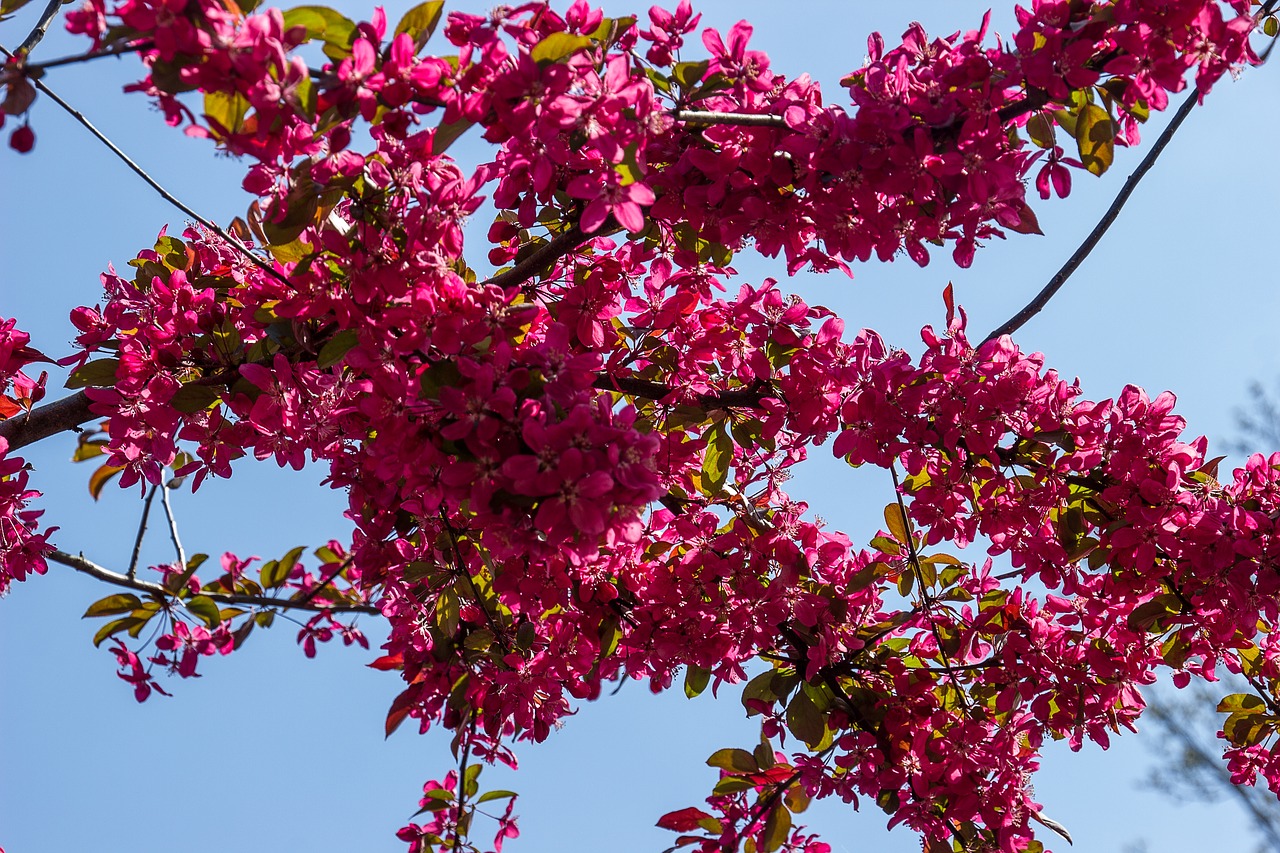 blossom bloom blue sky free photo