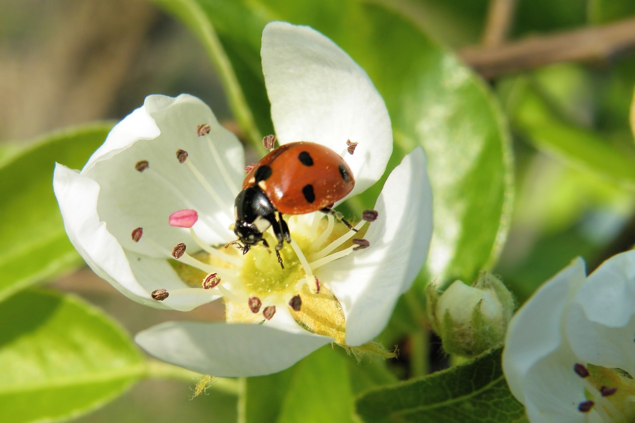 blossom insect ladybug free photo