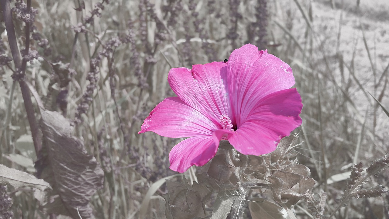 blossom bloom pink free photo