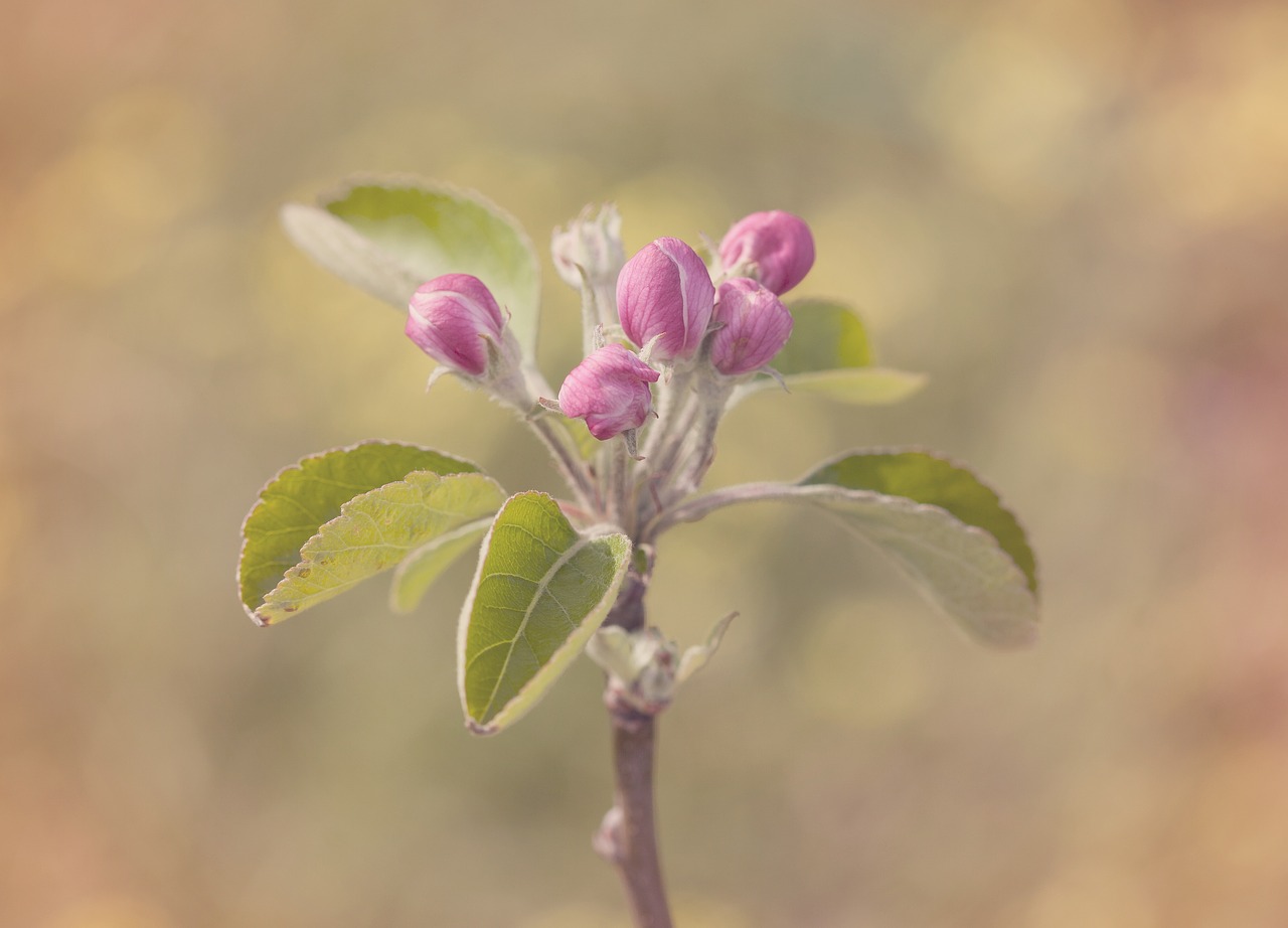 blossom apple spring free photo