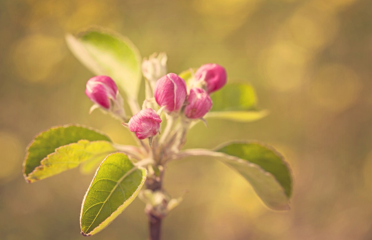 blossom apple spring free photo