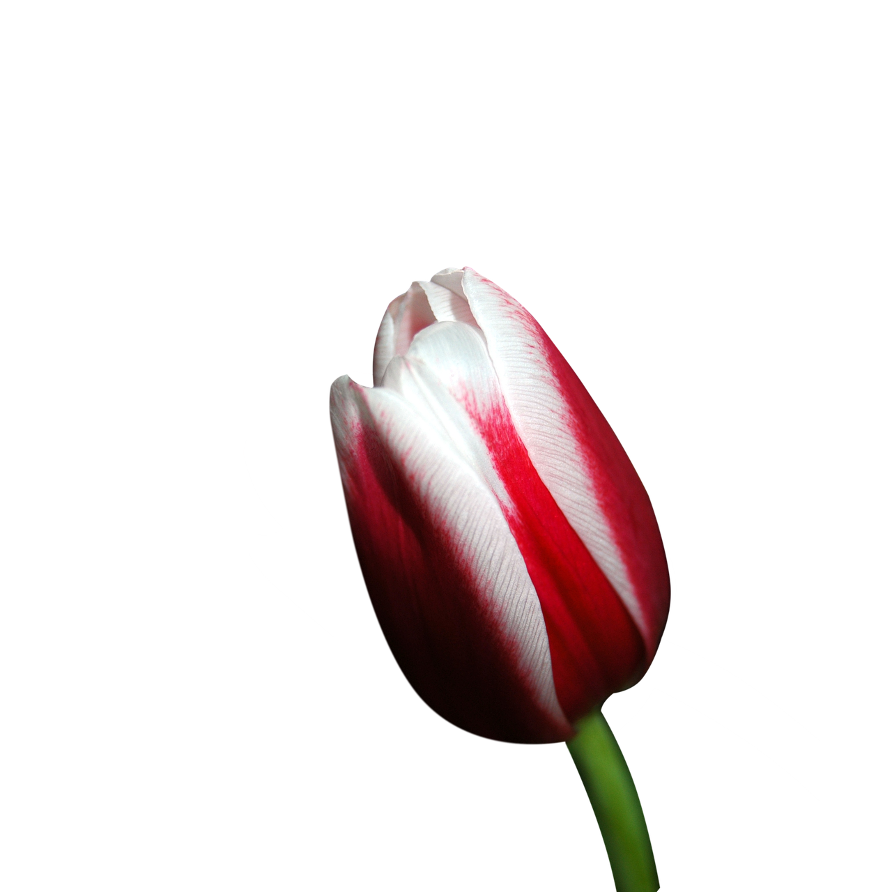 blossom bloom tulip free photo