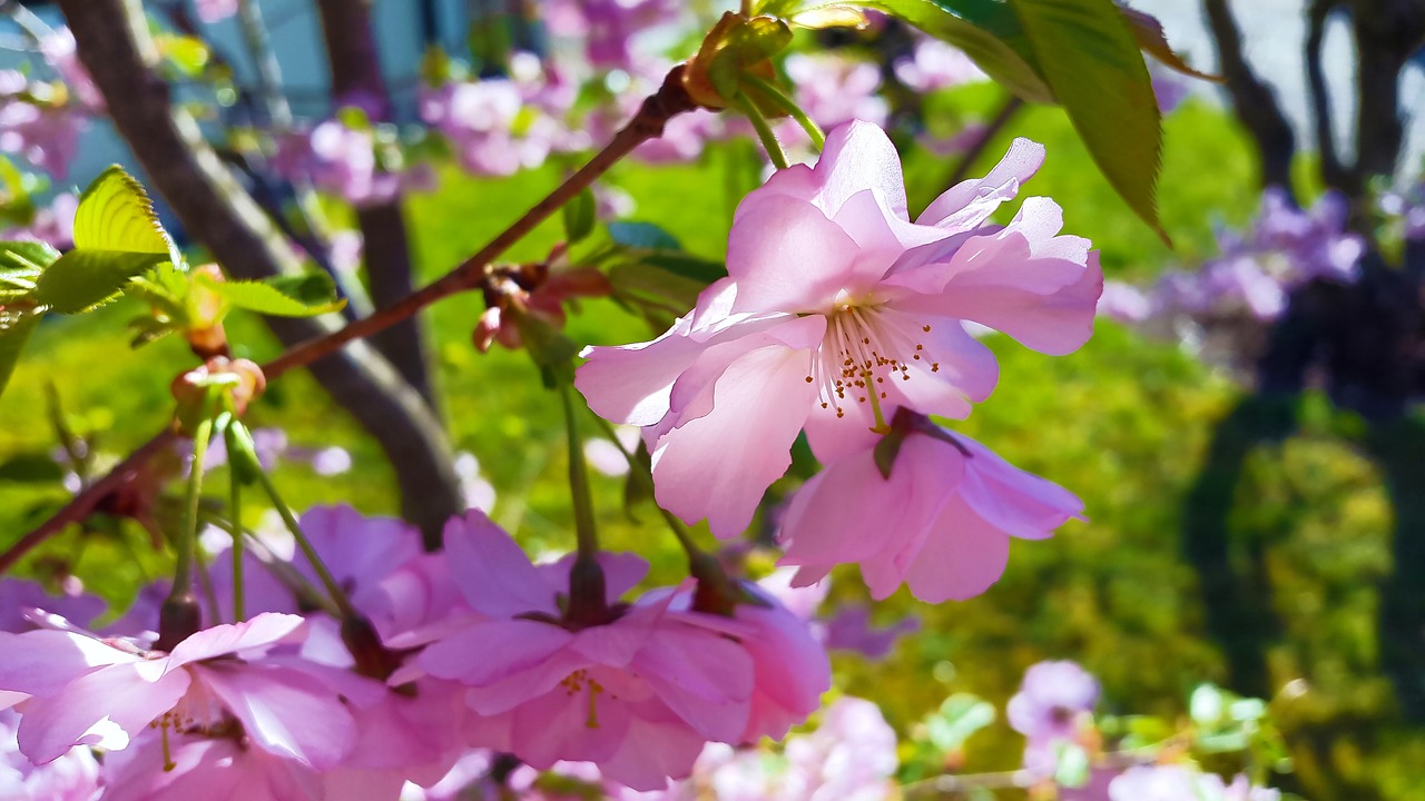 blossom bloom spring free photo