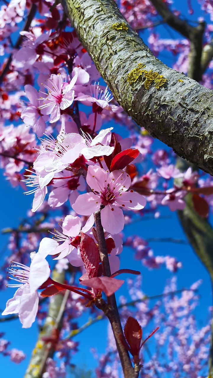 blossom bloom spring free photo