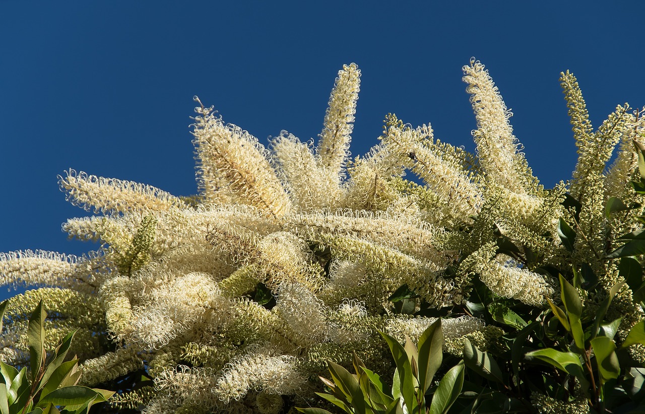 blossom flowers tree free photo